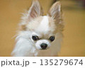 ちわわ　 135279674