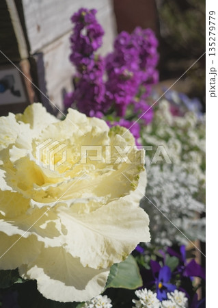 冬の花壇に咲くハボタン 135279779