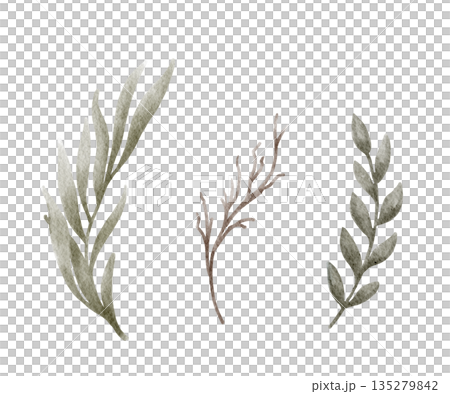 Watercolor winter greenery branches and twig set for seasonal card design. Suitable for botanical decor, rustic wedding, minimal holiday layout and cozy winter illustration. Watercolor winter greenery branches and twig set for seasonal card design. Suitable for botanical decor, rustic wedding, minimal holiday layout and cozy winter illustration. 135279842