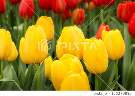 Tulip flowerbed, red, yellow close-up Tulip flowerbed, red, yellow close-up 135279850