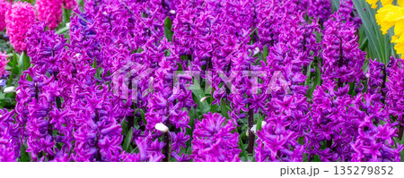 Purple, pink flowers Hyacinths on the flowerbed Purple, pink flowers Hyacinths on the flowerbed 135279852