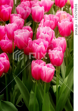 Close-up of pink tulips card Close-up of pink tulips card 135279856