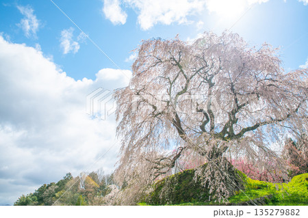 早春の陽射しの中で満開の又兵衛桜 135279882