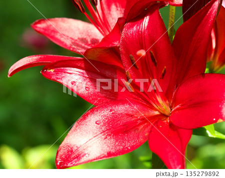 赤いユリの花 赤いユリの花 135279892