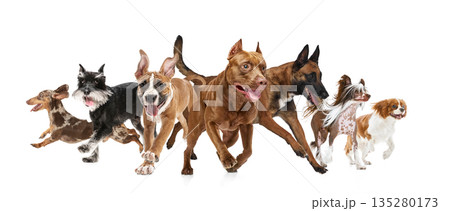 Composition of group of different dog breeds running together isolated on white background. Composition of group of different dog breeds running together isolated on white background. 135280173