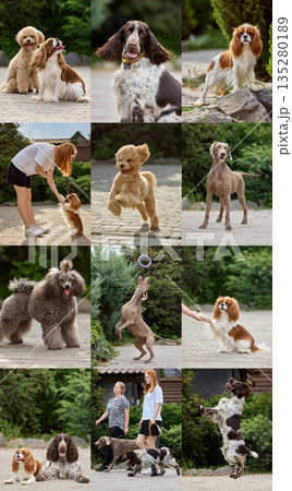 Dog training lifestyle collage with different breeds interacting with people outdoors. 135280189