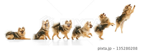 Spitz dog movement sequence from sitting to jumping isolated on white background. Spitz dog movement sequence from sitting to jumping isolated on white background. 135280208