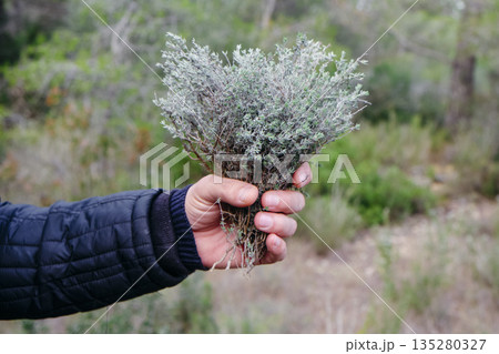 a man shows freshly picked wild thyme a man shows freshly picked wild thyme 135280327
