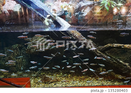 島根県立宍道湖自然館 ゴビウスの風景 島根県立宍道湖自然館 ゴビウスの風景 135280403