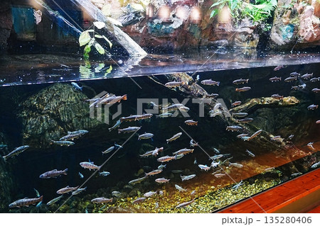 島根県立宍道湖自然館 ゴビウスの風景 島根県立宍道湖自然館 ゴビウスの風景 135280406