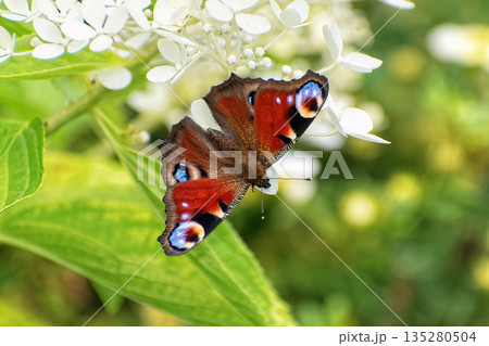 Peacock butterfly (Aglais io) sits on blooming hydrangea flower (Hydrangea paniculata). Peacock butterfly (Aglais io) sits on blooming hydrangea flower (Hydrangea paniculata). 135280504