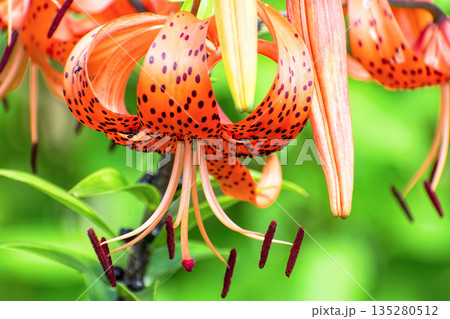 Bright red flowers of tiger lily (Lilium lancifolium) against green background on sunny summer day. 135280512