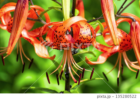 Bright red flowers of tiger lily (Lilium lancifolium) against green background on sunny summer day. Bright red flowers of tiger lily (Lilium lancifolium) against green background on sunny summer day. 135280522