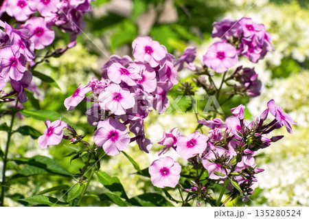 Close-up of the bright pink flowers of garden phlox (Phlox paniculata) in full bloom against background of slightly washed-out creamy white or pale yellow hydrangea (Hydrangea paniculata) flowers. Close-up of the bright pink flowers of garden phlox (Phlox paniculata) in full bloom against background of slightly washed-out creamy white or pale yellow hydrangea (Hydrangea paniculata) flowers. 135280524