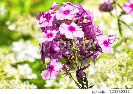 Close-up of the bright pink flowers of garden phlox (Phlox paniculata) in full bloom against background of slightly washed-out creamy white or pale yellow hydrangea (Hydrangea paniculata) flowers. 135280527