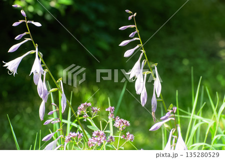 Purple hosta flowers blooming in summer garden on dark green background. 135280529