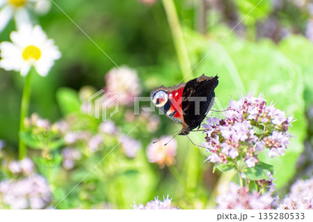 Peacock butterfly (Aglais io) sits on blooming wild oregano (Origanum vulgare). 135280533