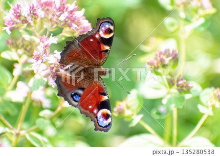 Peacock butterfly (Aglais io) sits on blooming wild oregano (Origanum vulgare). 135280538