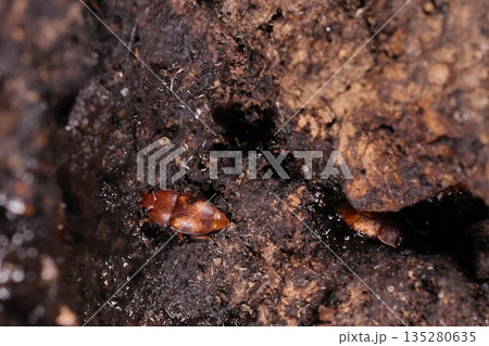 生き物　昆虫　モンチビヒラタケシキスイ、樹液に集まる小甲虫。体長は二～三ミリ、斑紋は個体差が有ります 135280635