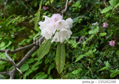 信州上高地で見た白色の花が集まった総状花序が綺麗なホンシャクヤク 信州上高地で見た白色の花が集まった総状花序が綺麗なホンシャクヤク 135281280
