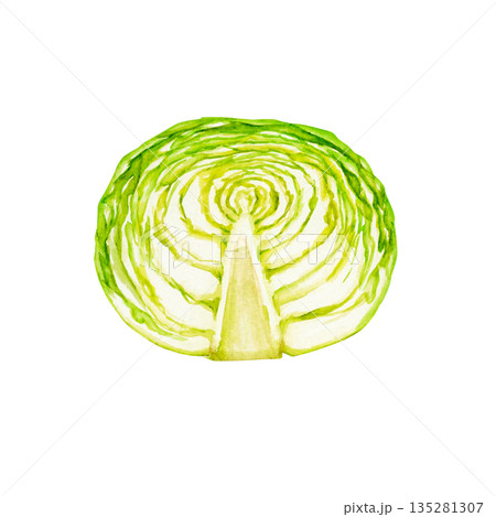 キャベツ　野菜 断面　水彩 イラスト 135281307