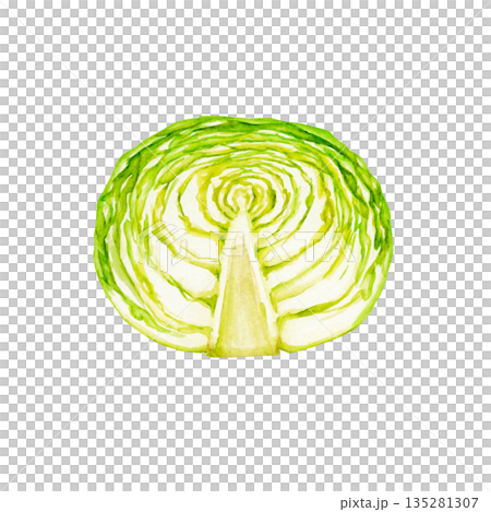 キャベツ　野菜 断面　水彩 イラスト 135281307
