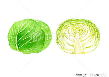キャベツ 野菜 断面 水彩 イラスト キャベツ 野菜 断面 水彩 イラスト 135281308