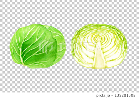 キャベツ 野菜 断面 水彩 イラスト キャベツ 野菜 断面 水彩 イラスト 135281308
