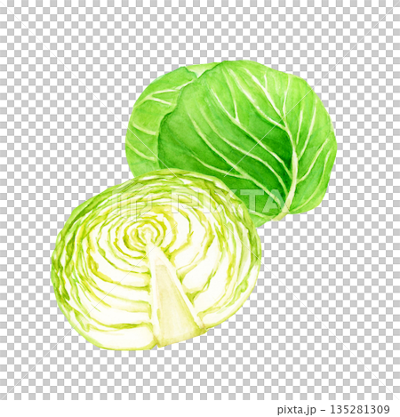 キャベツ　野菜 断面　水彩 イラスト 135281309