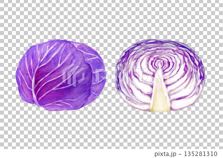 紫甘藍蔬菜橫斷面水彩插圖 135281310