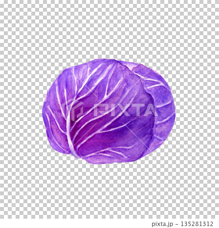 Purple cabbage vegetable watercolor illustration Purple cabbage vegetable watercolor illustration 135281312