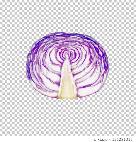 紫甘藍蔬菜橫斷面水彩插圖 135281313