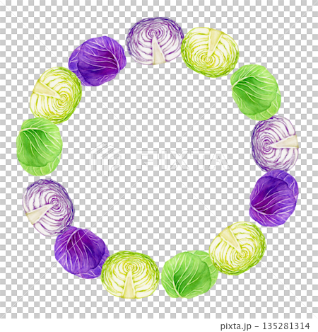 キャベツ 紫キャベツ　野菜　フレーム　水彩 イラスト 135281314