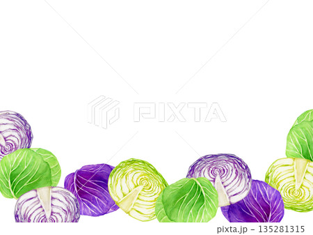 キャベツ 紫キャベツ　野菜　背景 フレーム　水彩 イラスト 135281315