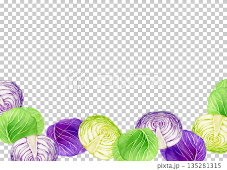 キャベツ 紫キャベツ　野菜　背景 フレーム　水彩 イラスト 135281315