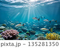 陽に照らされながら海を泳ぐ魚たち 135281350