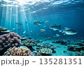 陽に照らされながら海を泳ぐ魚たち 135281351