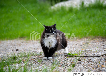 Black and white fluffy cat walking on gravel path in green garden during summer day 135281368