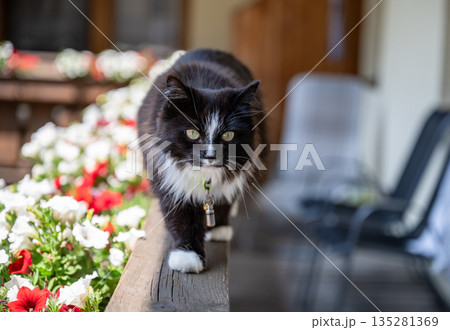 Black and white fluffy cat walking along balcony railing with colorful flowers in sunny summer light Black and white fluffy cat walking along balcony railing with colorful flowers in sunny summer light 135281369