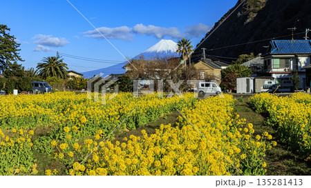 菜の花畑から望む、冠雪した富士山 135281413