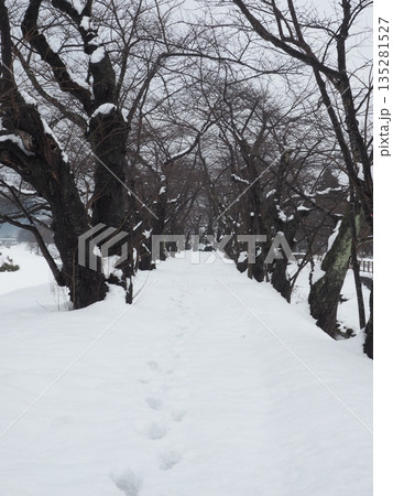 雪道に残る足跡　静かな冬の並木道（人物なし） 135281527