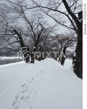 雪道に残る足跡　静かな冬の並木道（人物なし） 135281528