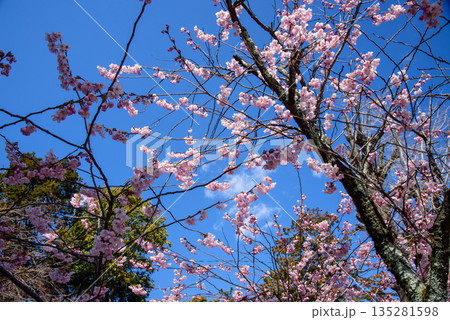 満開の富士桜 満開の富士桜 135281598
