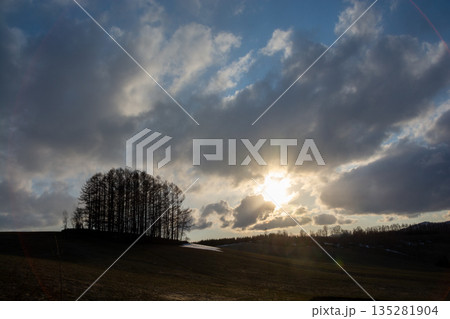 春の夕暮れの丘のカラマツ林　美瑛町 135281904