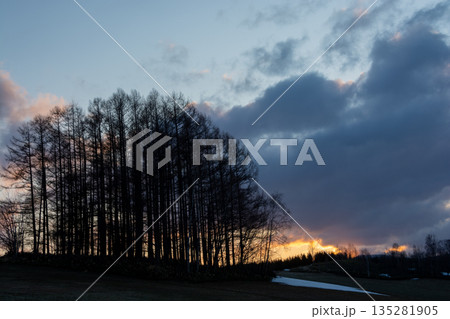 春の夕暮れの丘のカラマツ林　美瑛町 135281905
