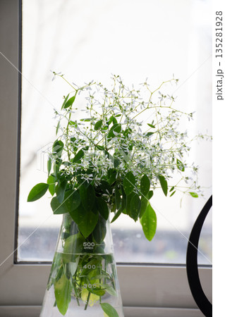 窓辺の白いユーフォルビア 135281928