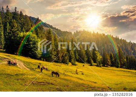 horses grazing near the dirt road on a clearing at sunset. edge of the coniferous forest on hillside in evening light. summer mountain landscape. timeless nostalgia book cover with rainbow horses grazing near the dirt road on a clearing at sunset. edge of the coniferous forest on hillside in evening light. summer mountain landscape. timeless nostalgia book cover with rainbow 135282016