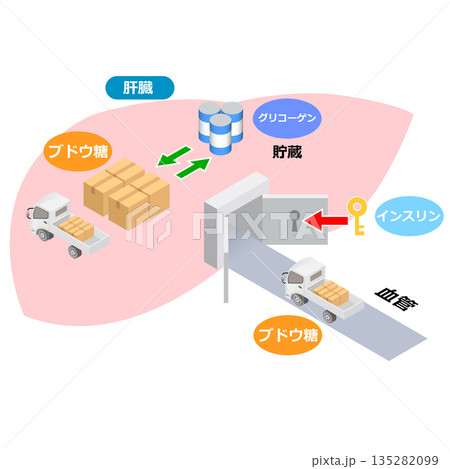 ブドウ糖と肝臓の役割 ブドウ糖と肝臓の役割 135282099
