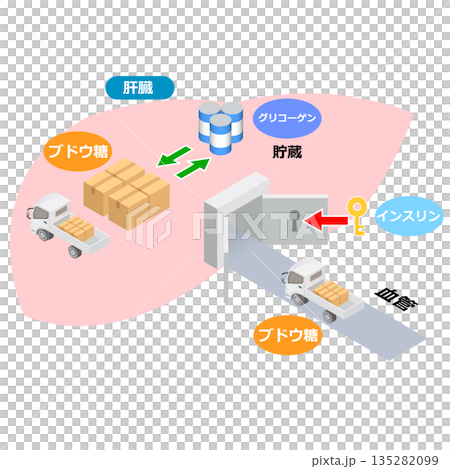 葡萄糖與肝臟的作用 135282099