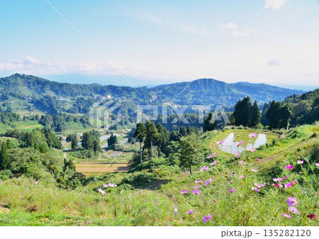 コスモスの花咲く山古志棚田風景 コスモスの花咲く山古志棚田風景 135282120